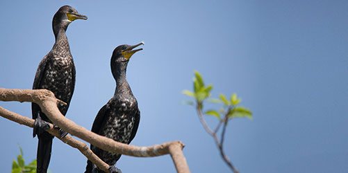 Bharatpur Bird Watching