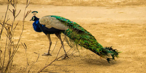 Bharatpur Bird Sanctuary