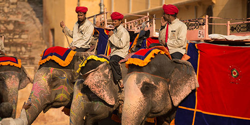 Elephant Ride in Amber Fort