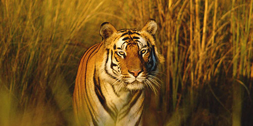 Ranthambore National Park