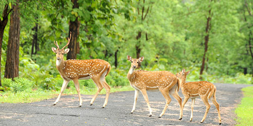 Ranthambore National Parl