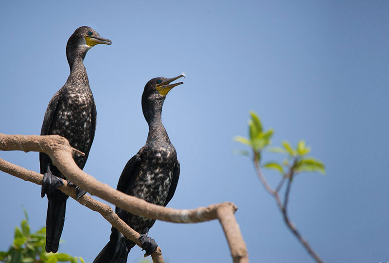 Bharatpur Tour