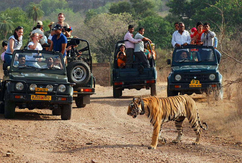 Ranthambore Tour