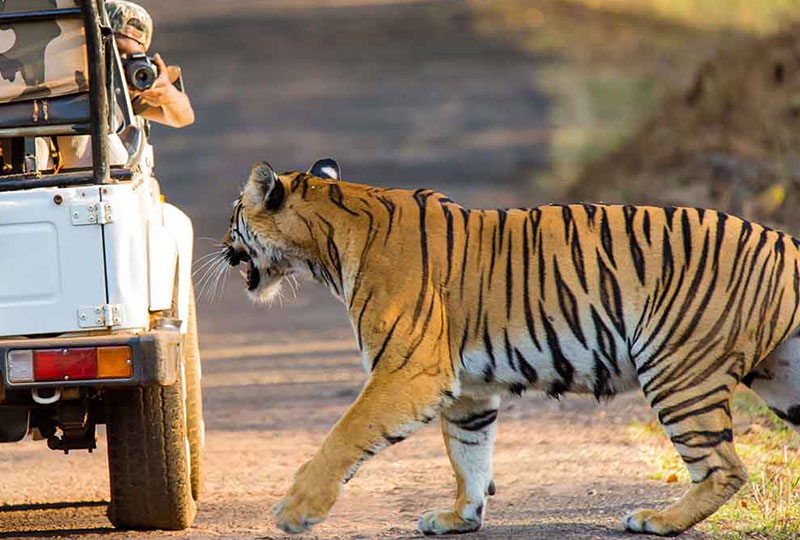 Golden Triangle Tour With Ranthambore