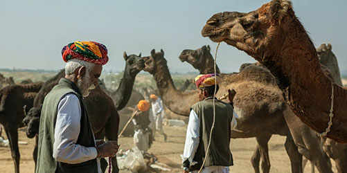 Pushkar Camel Fair