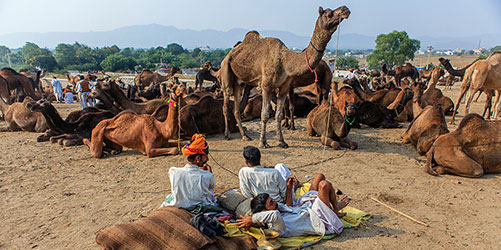 Pushkar Fair