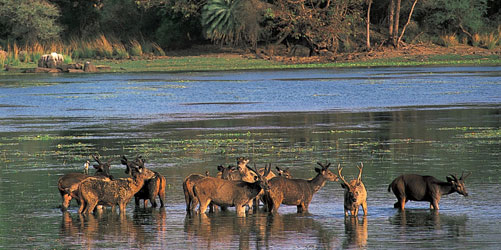 Ranthambore