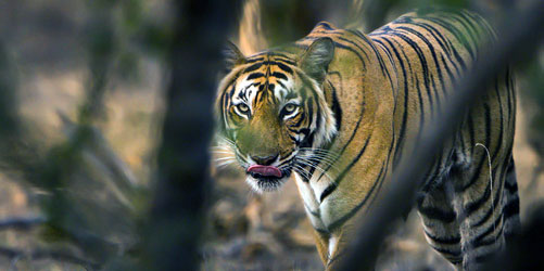 Tigers in Ranthambore